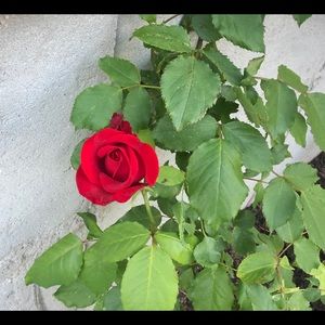 Meet your Posher, Jyothi